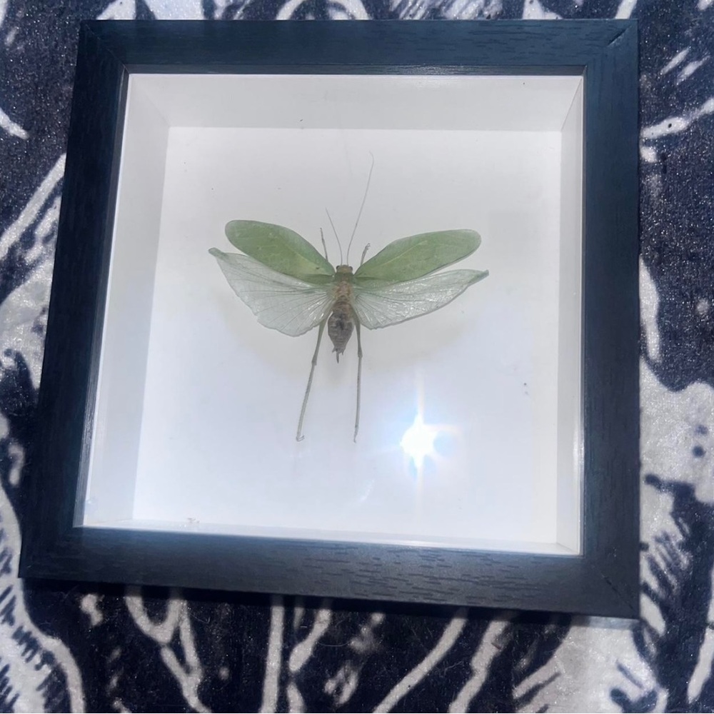 preserved green katydid